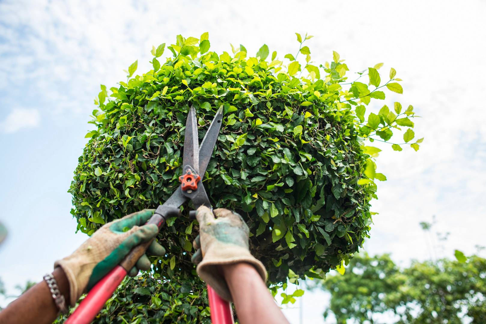 Przycinanie i formowanie kuli z krzewu ozdobnego